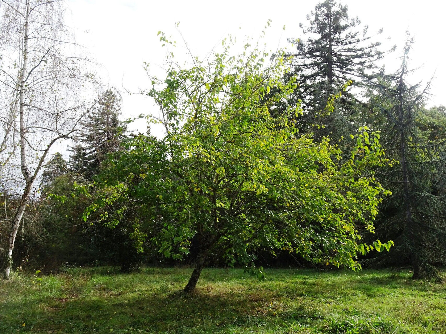 Dudul alb (Morus alba) (Disponibil din octombrie)