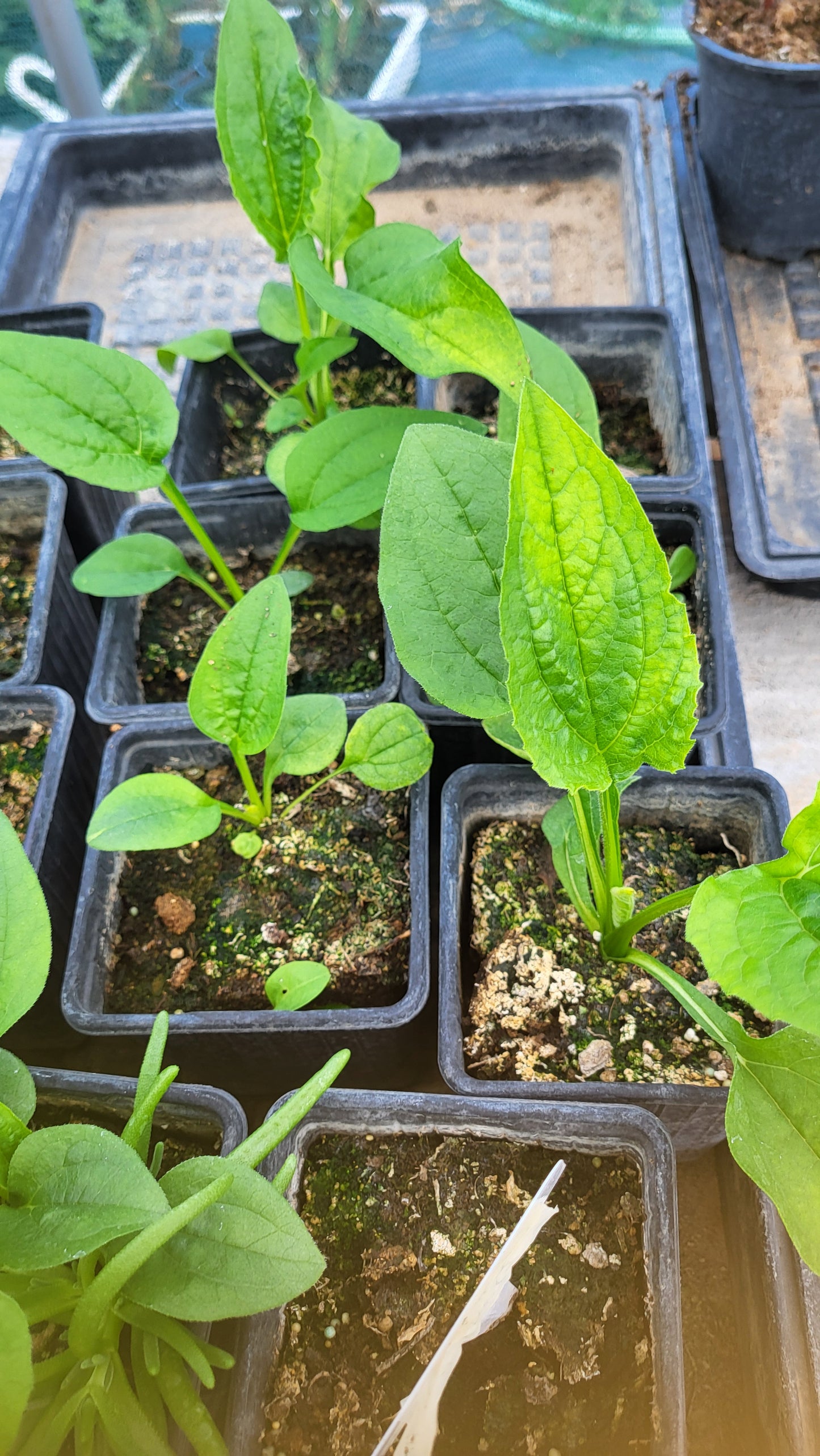 Echinacea albă (Echinacea purpurea)