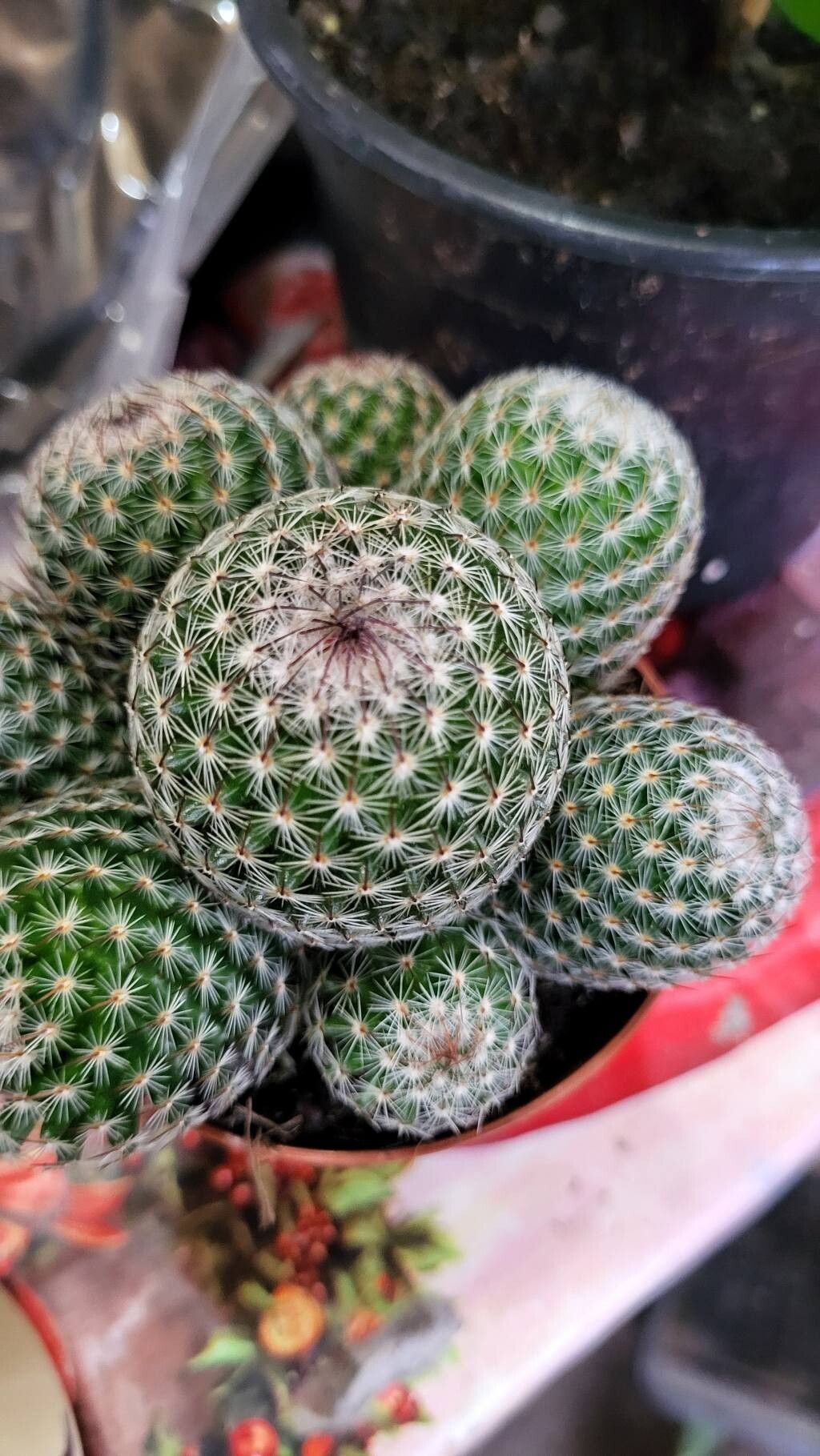 Cactusul vierme (Mammillaria matudae)
