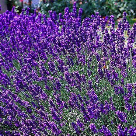 Lavanda englezească pitică 'Dwarf Blue' (Lavandula angustifolia 'Dwarf Blue')