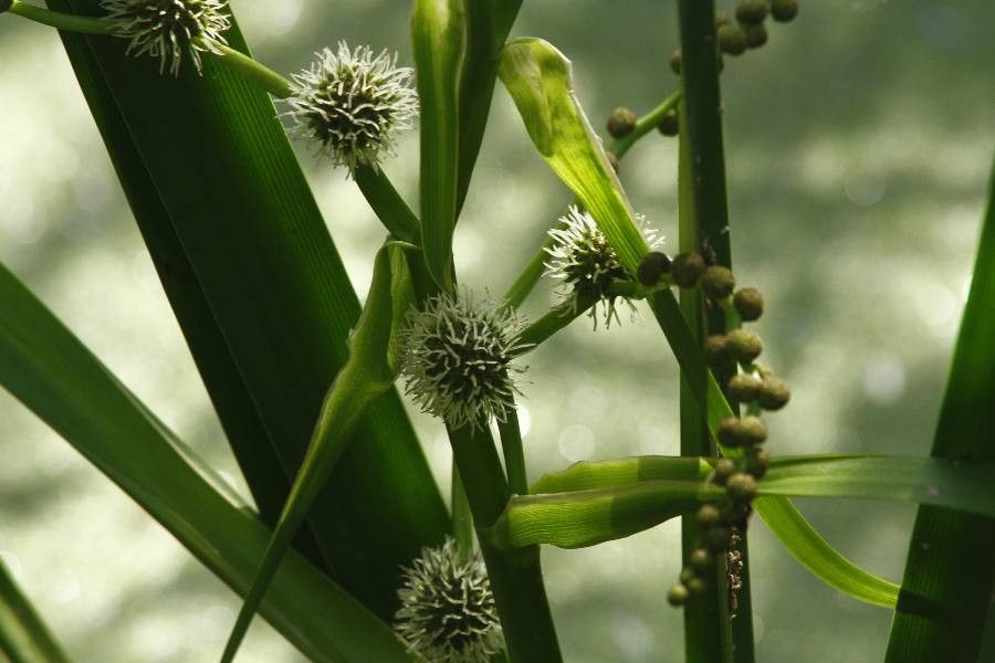 Țițeiu de baltă (Sparganium erectum)