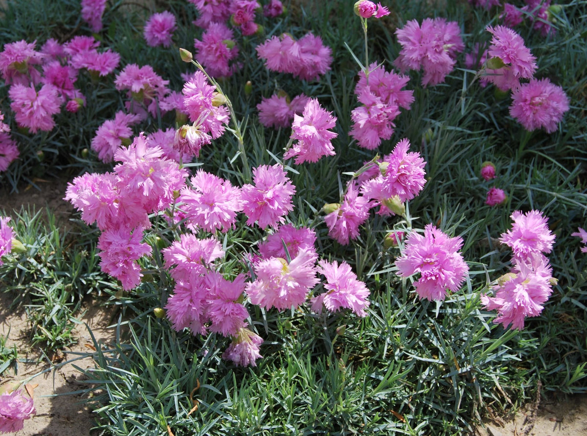 Garofițe de grădină roz (Dianthus plumarius)