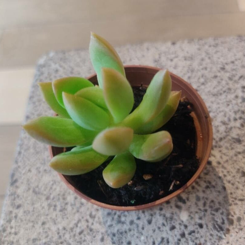 Plante suculente pentru interior (pachet de 3 plante)