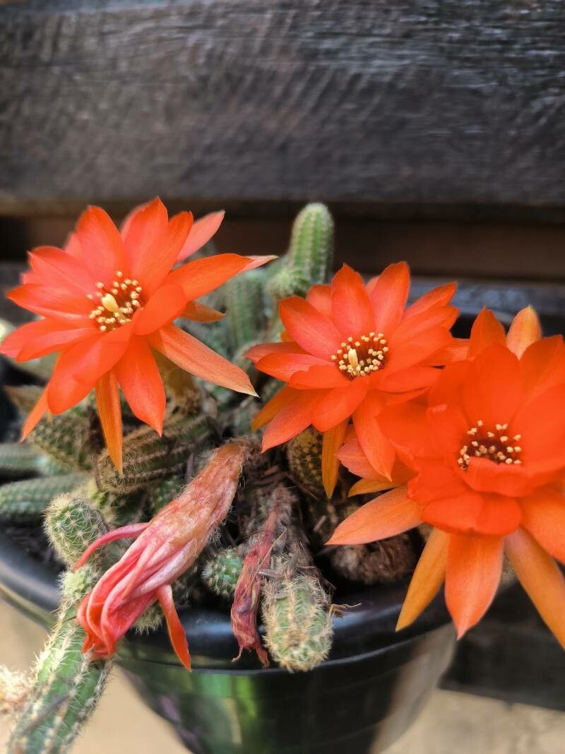 Cactusul de alune (Chamaecereus silvestrii)
