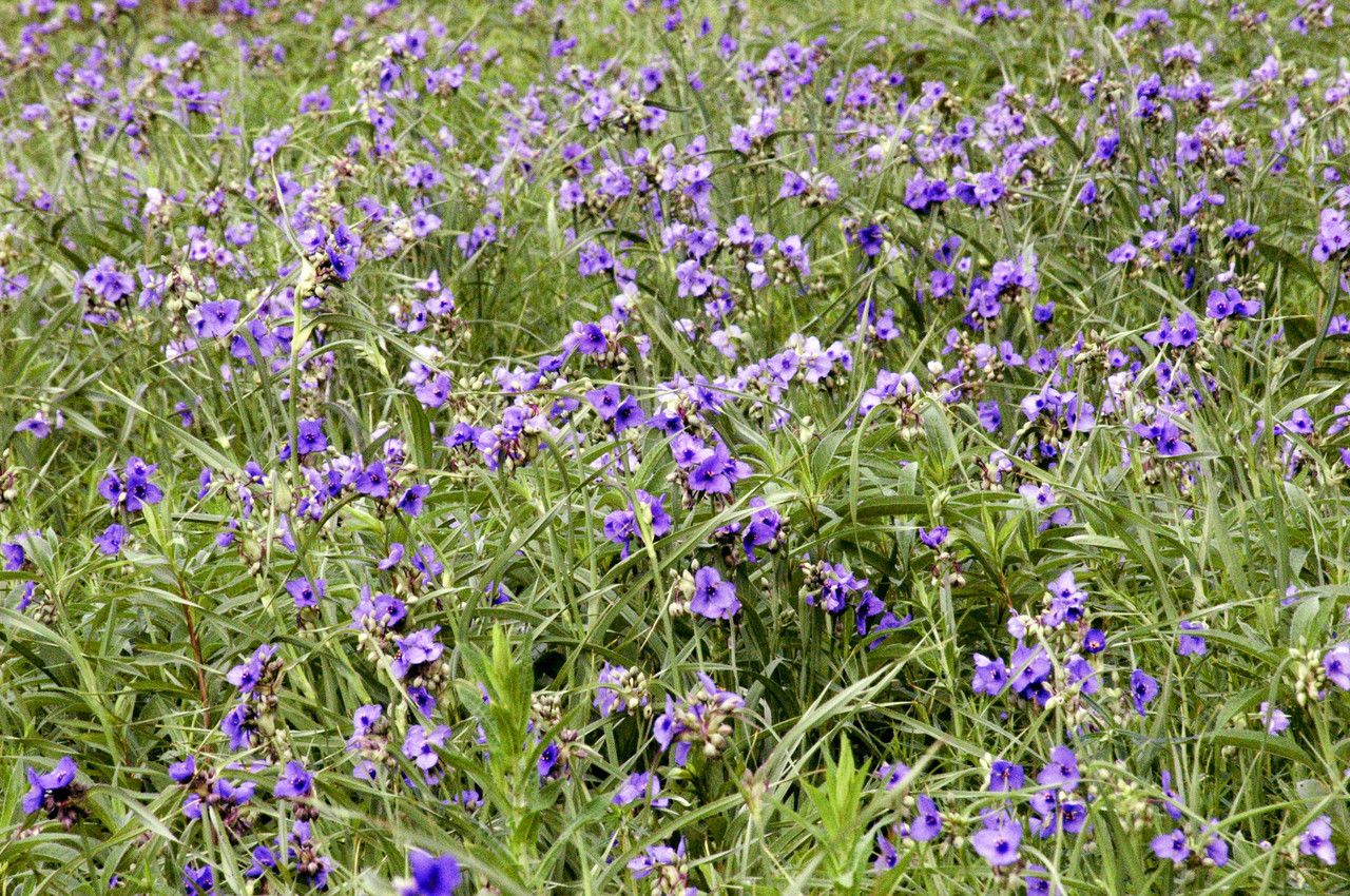 Telegraf de grădină / Ochi de păun (Tradescantia × andersoniana) (flori mov albastru)