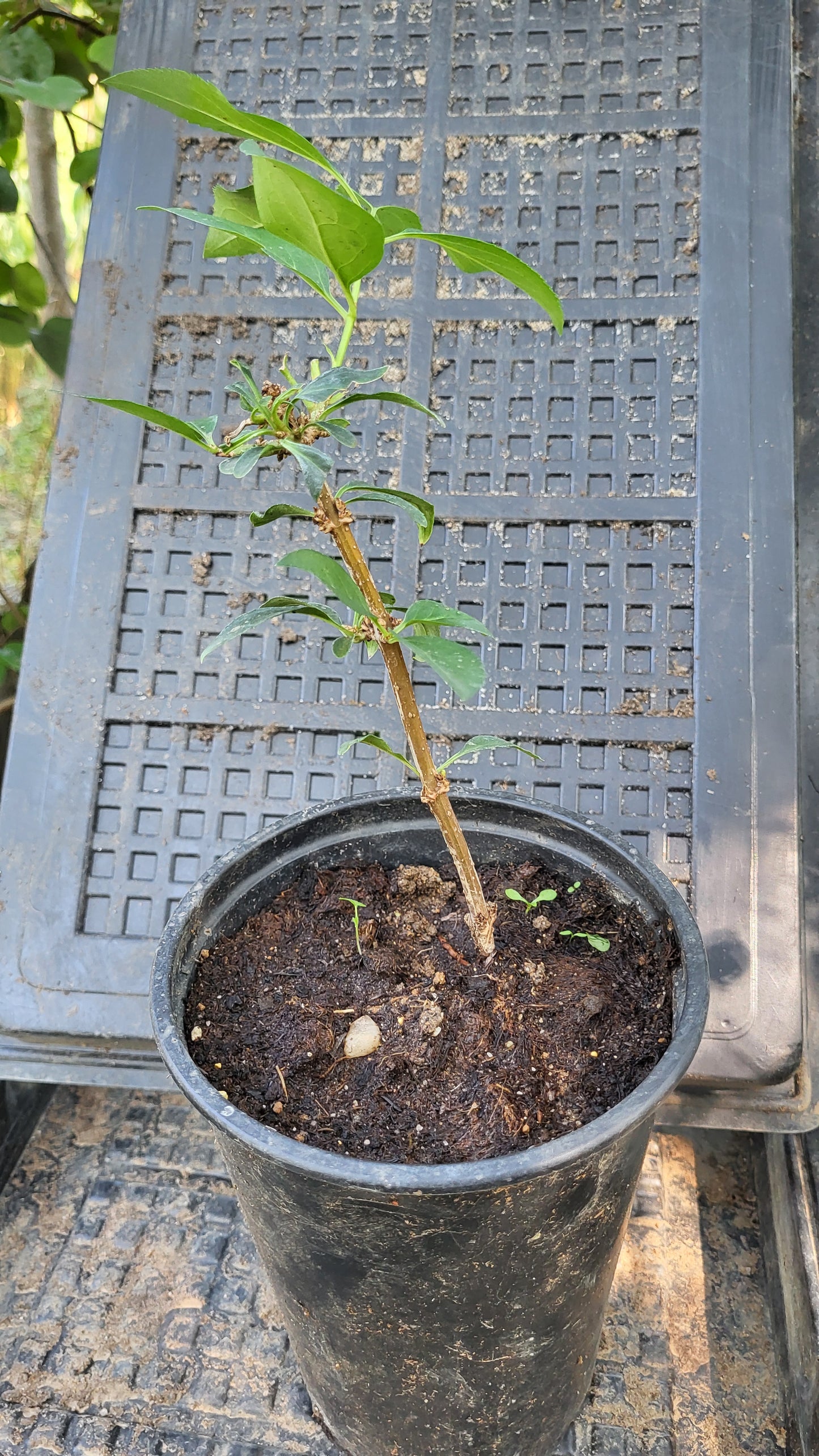 Lămâiță / Iasomia (Philadelphus coronarius)