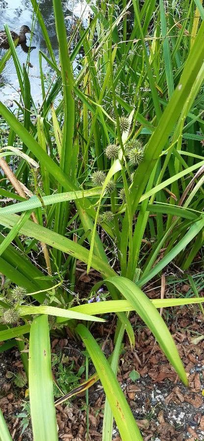 Țițeiu de baltă (Sparganium erectum)