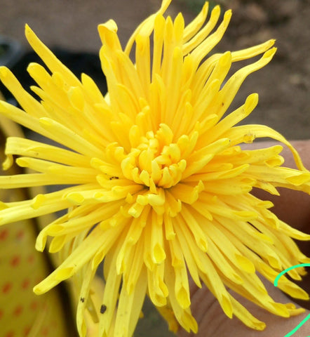 Crizamteme lățoase galbene (Chrysanthemum spp.)