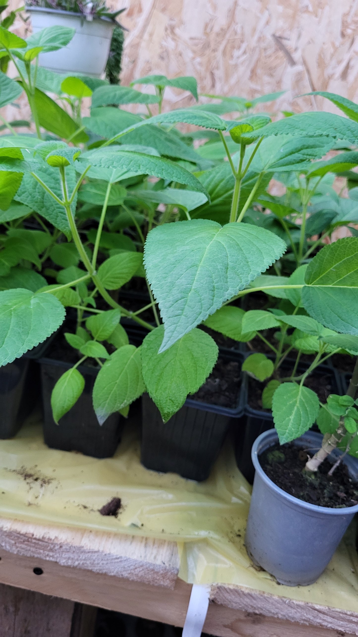 Salvia Mole Poblano (Salvia gesneriiflora)