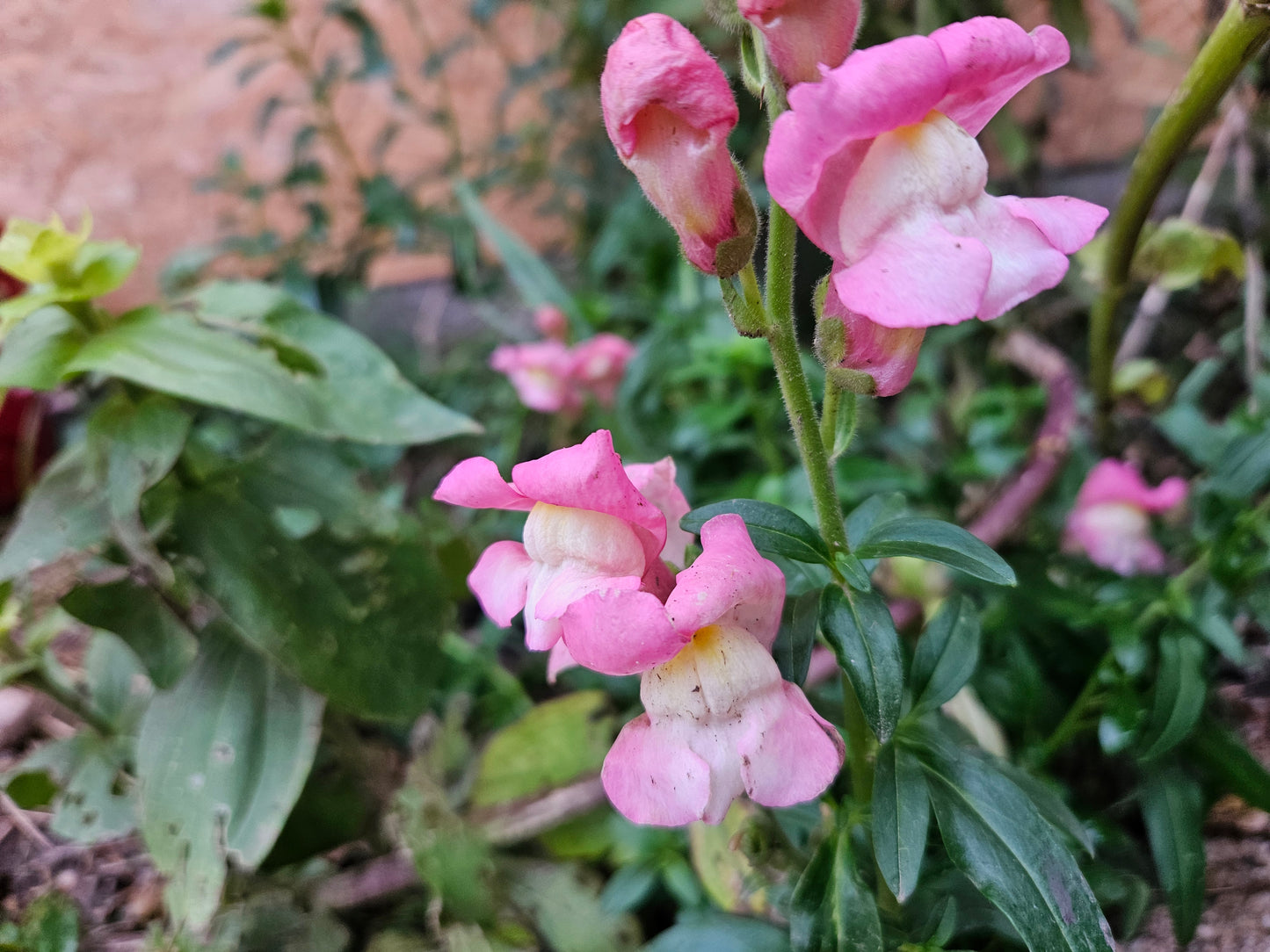 Gura leului (Antirrhinum majus)