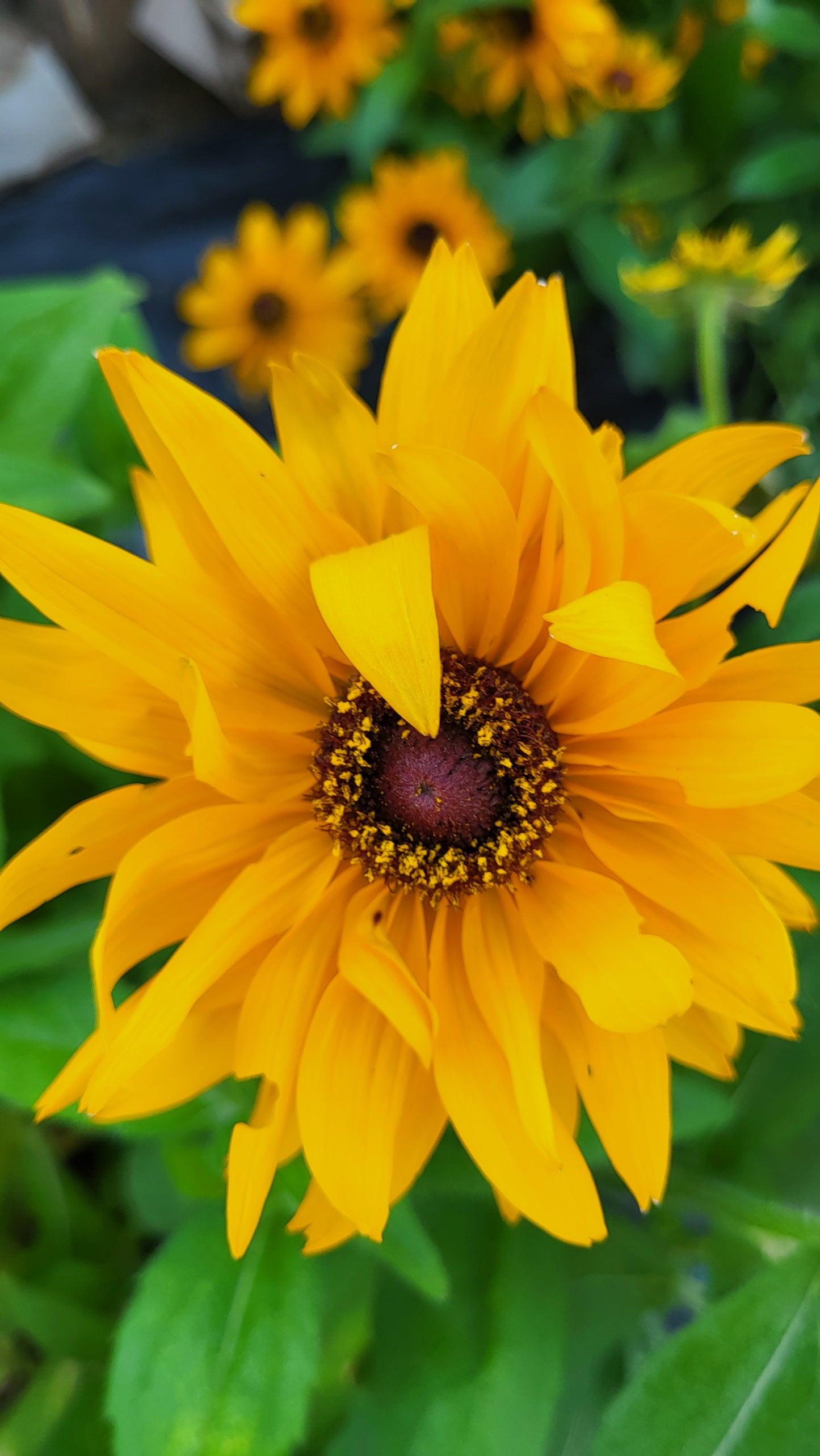 Ruji / Suzana cu ochi negri Marmelade (Rudbeckia hirta)