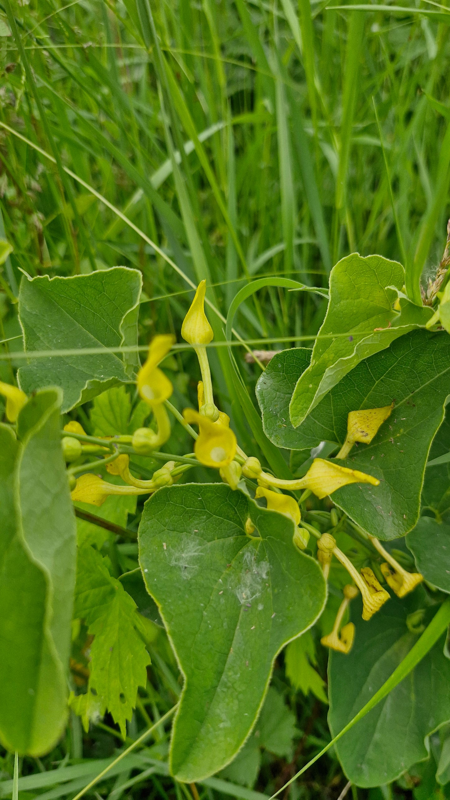 Mărul lupului (Aristolochia clematitis)