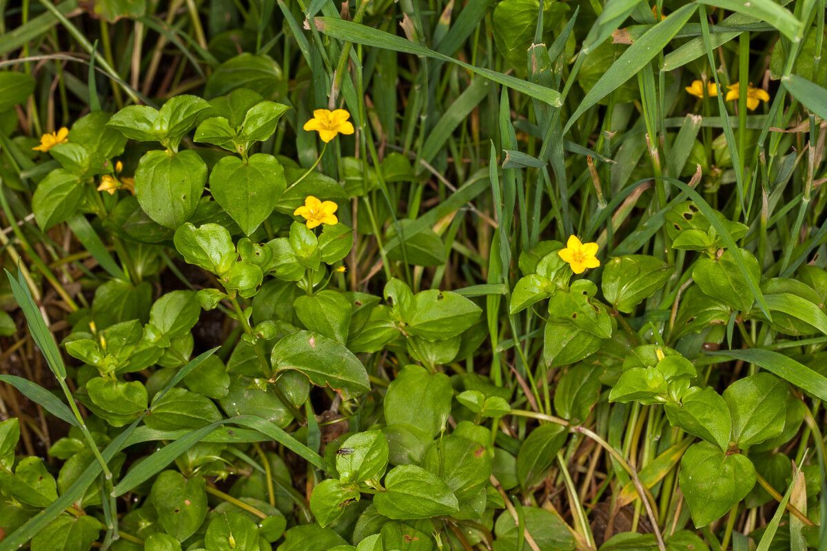 Lămâiță de pădure (Lysimachia nemorum )