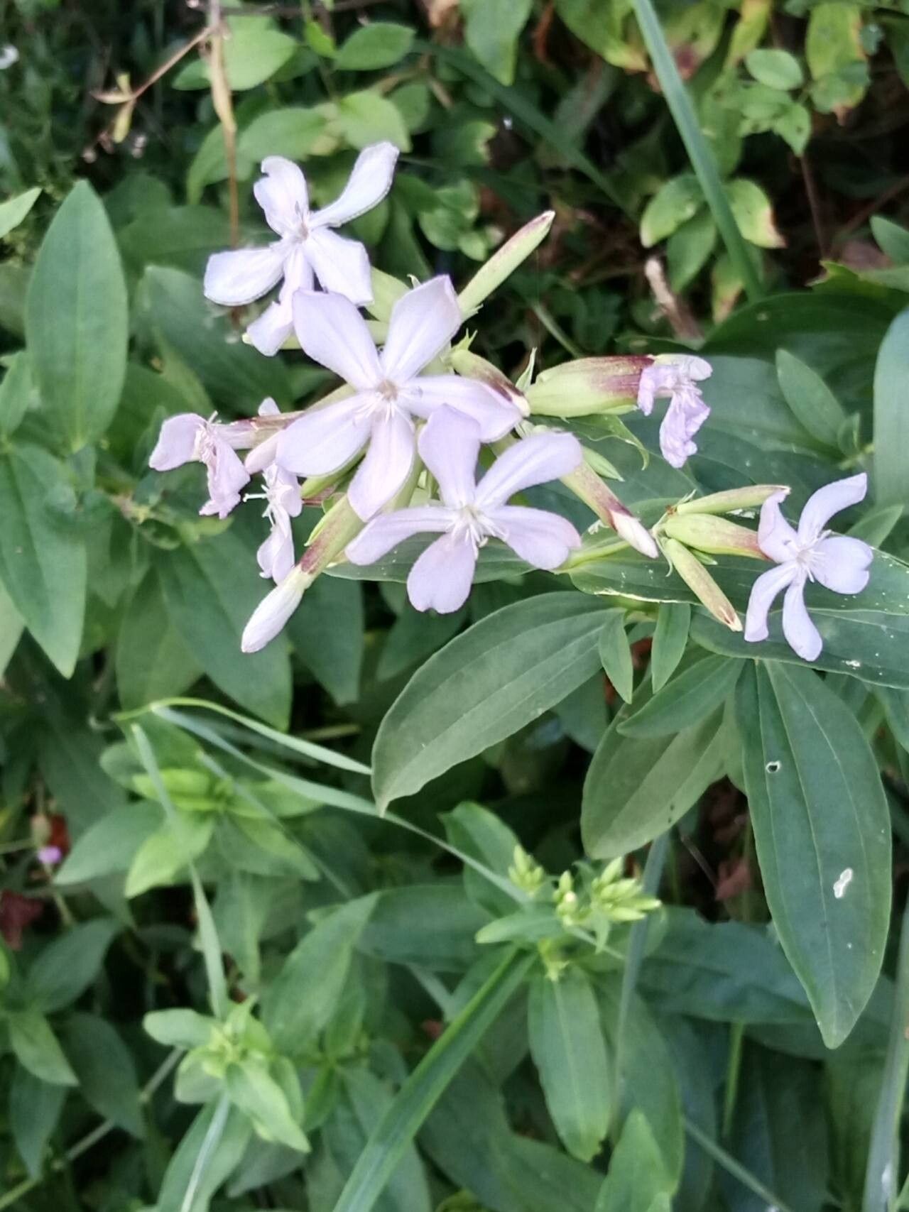 Săpunăriță (Saponaria officinalis)