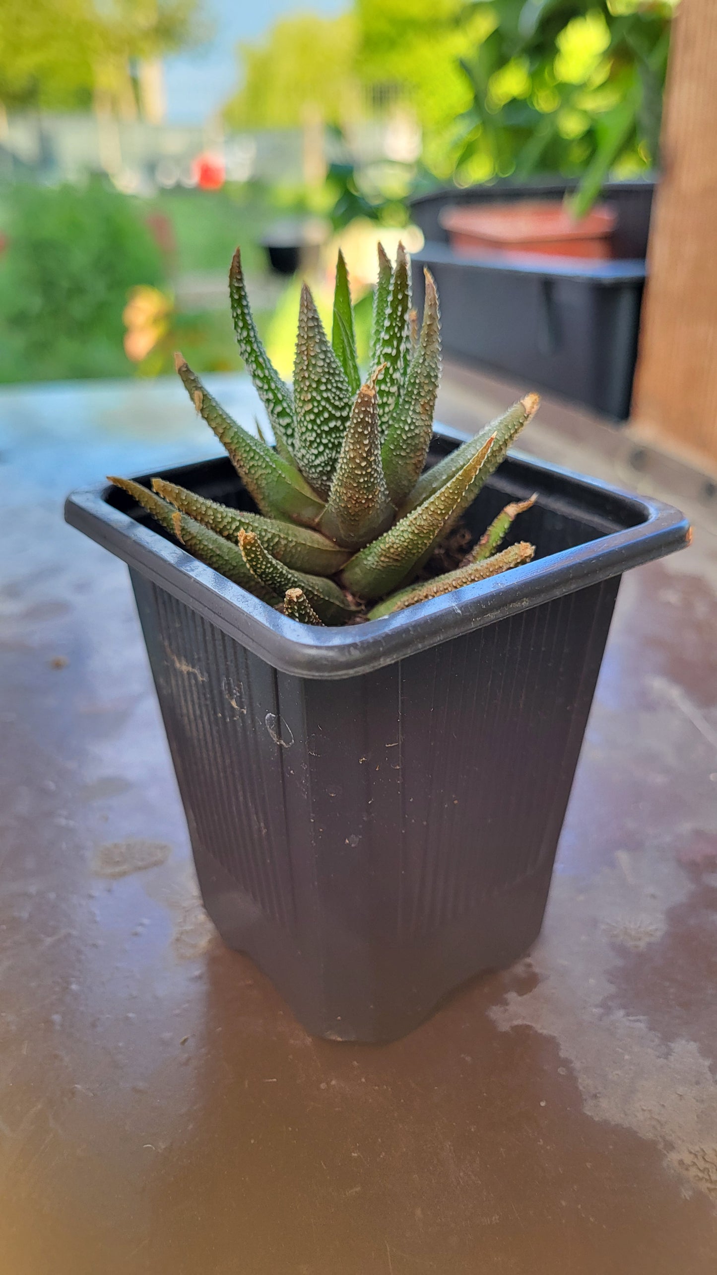 Planta Zebra (Haworthiopsis attenuata)