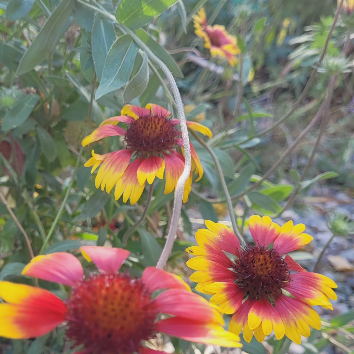 Roata de foc (Gaillardia aristata)
