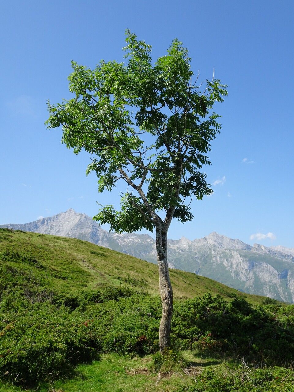 Frasin (Fraxinus excelsior) (rădăcină ambalată, DISPONIBIL DIN sfârșitul octombrie)
