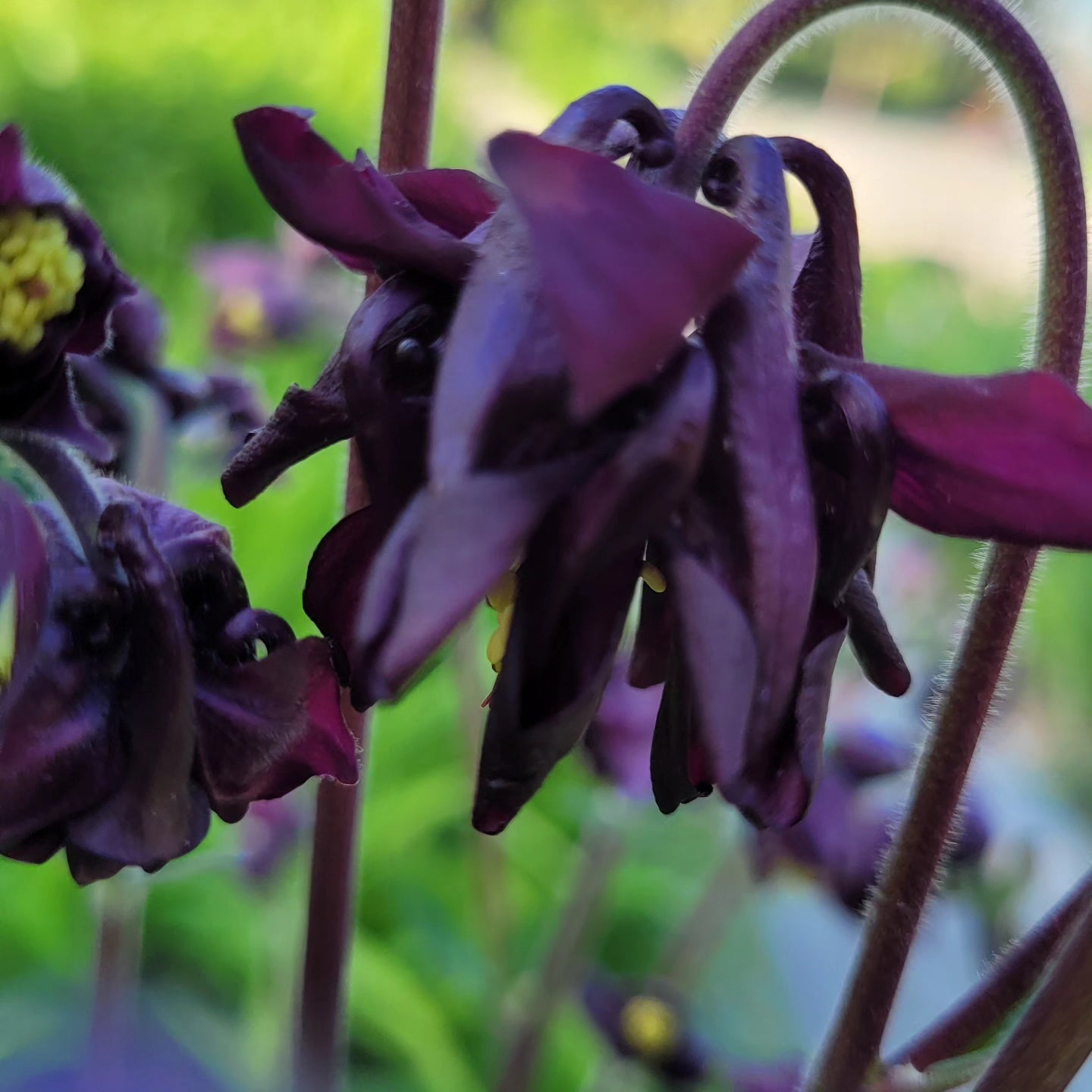 Căldărușe flori duble mix de culori (Aquilegia vulgaris)