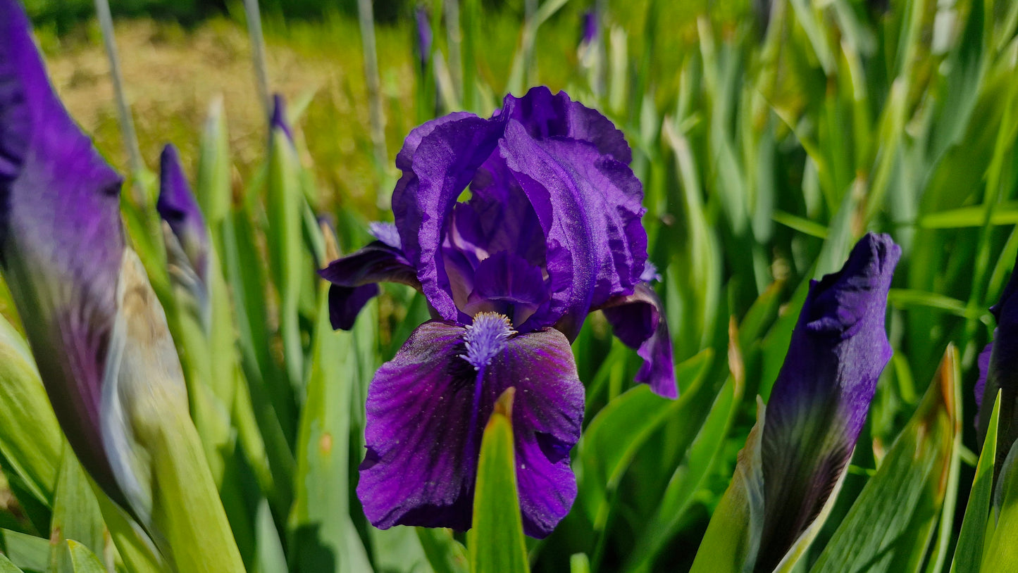 Iris pitic mov / Stânjenel (Iris pumila) (DISPONIBIL DIN AUGUST)