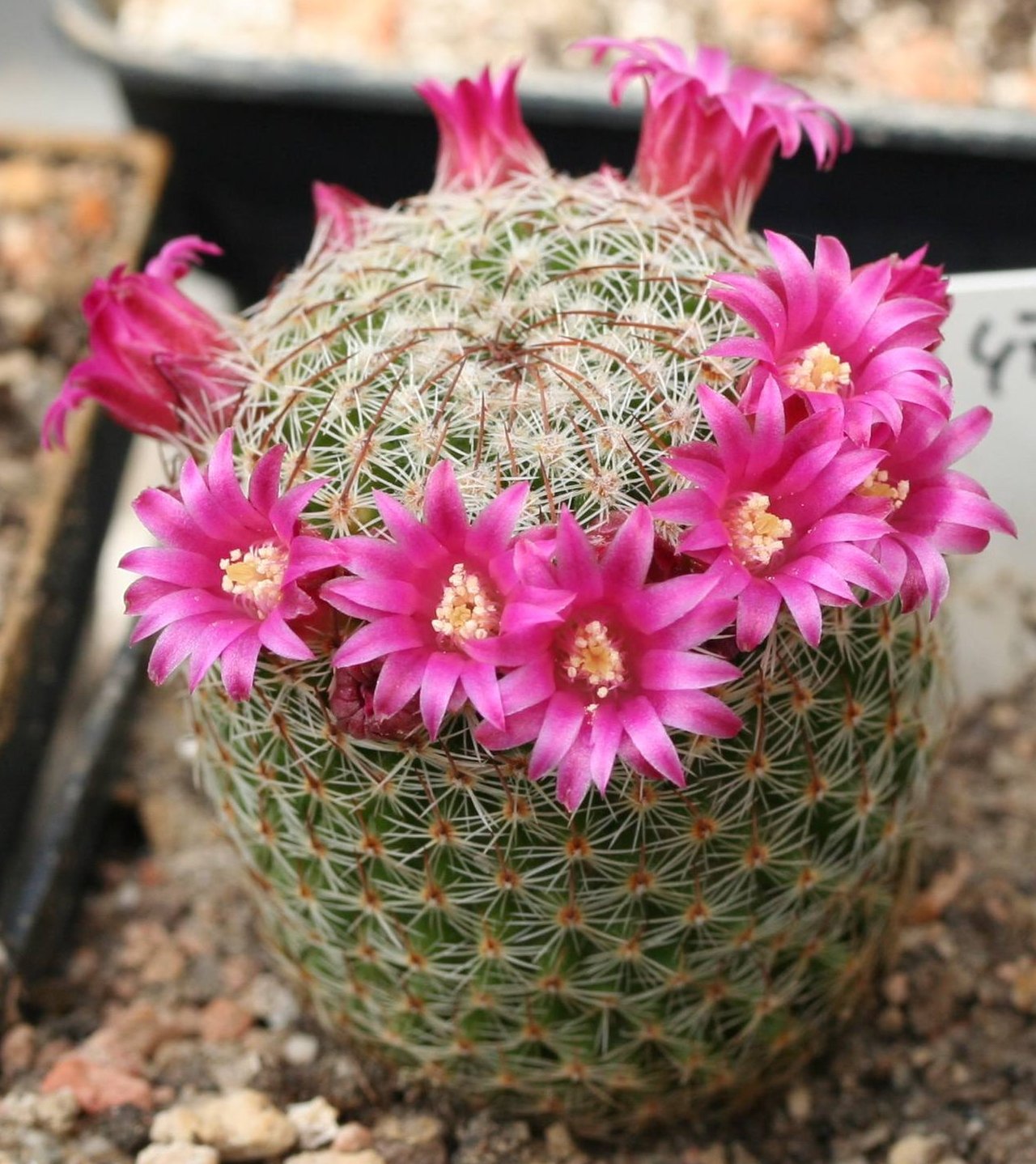 Cactusul vierme (Mammillaria matudae)