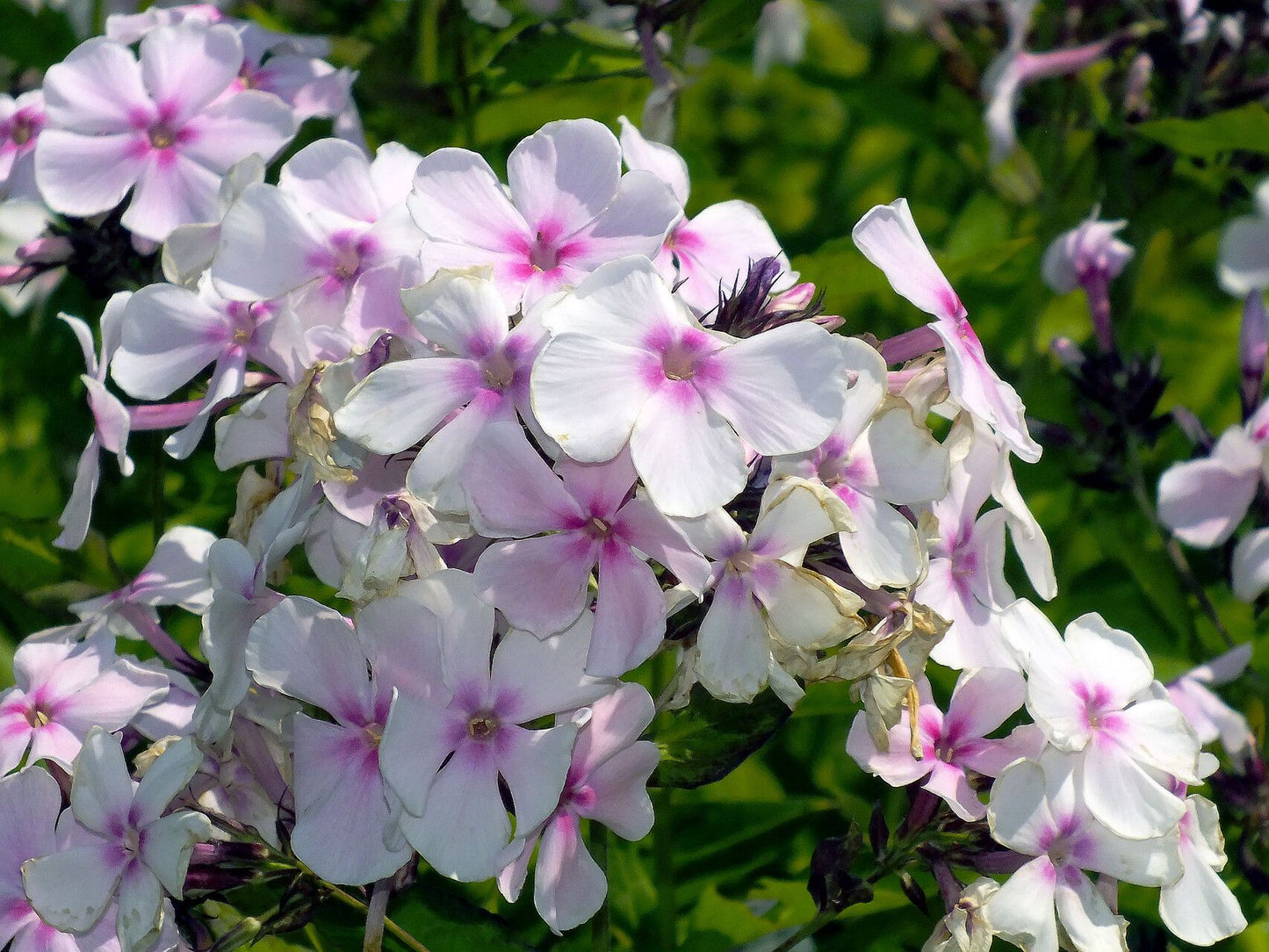Brumărele (Phlox paniculata) Bright Eyes