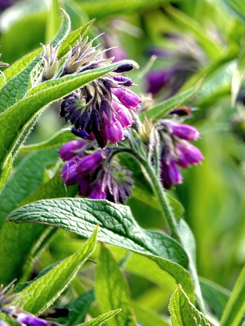 Tătăneasă (Symphytum officinale)