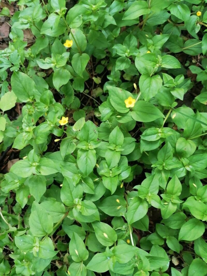 Lămâiță de pădure (Lysimachia nemorum )