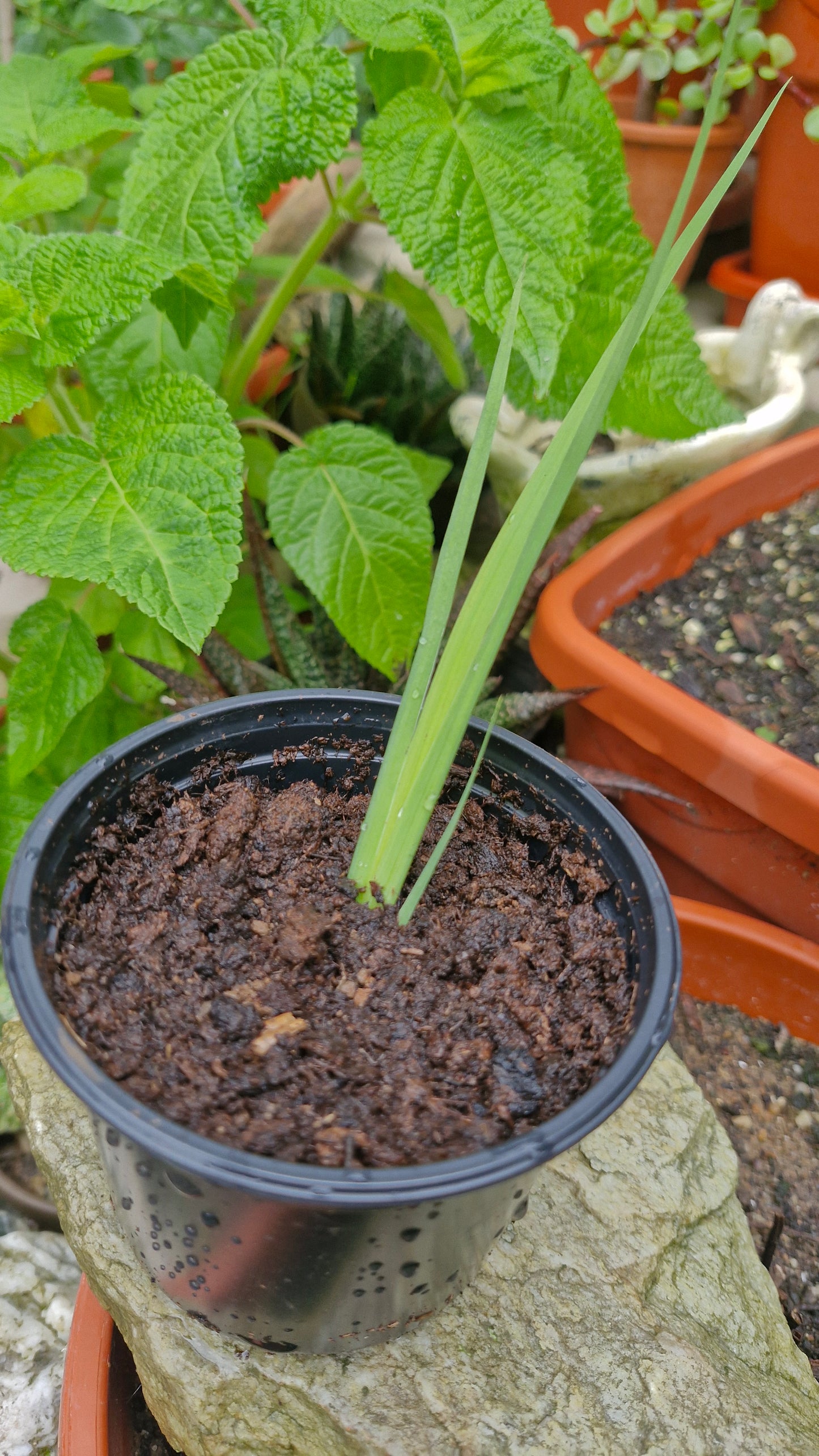 Stânjenel de baltă (Iris pseudacorus)