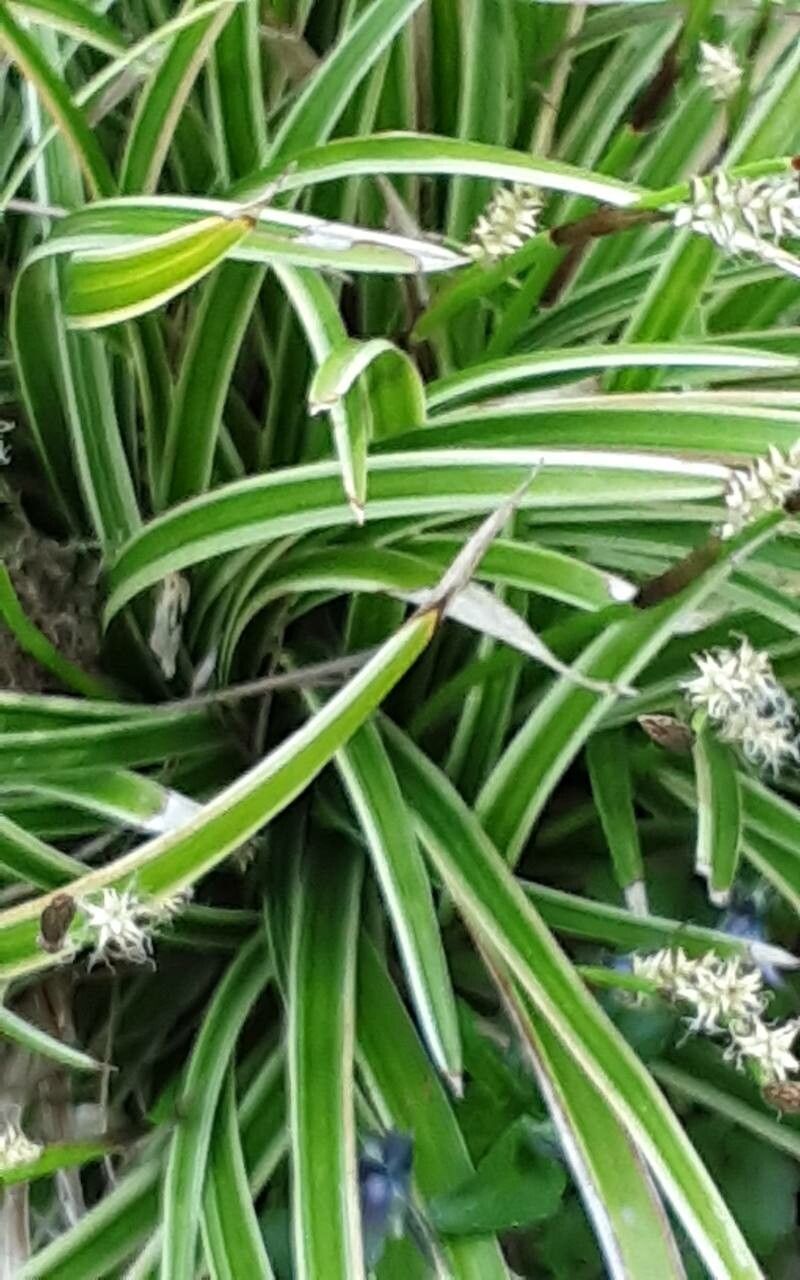Panglinguță / Rogoz prestriț (Carex morrowii ‘Variegata’)