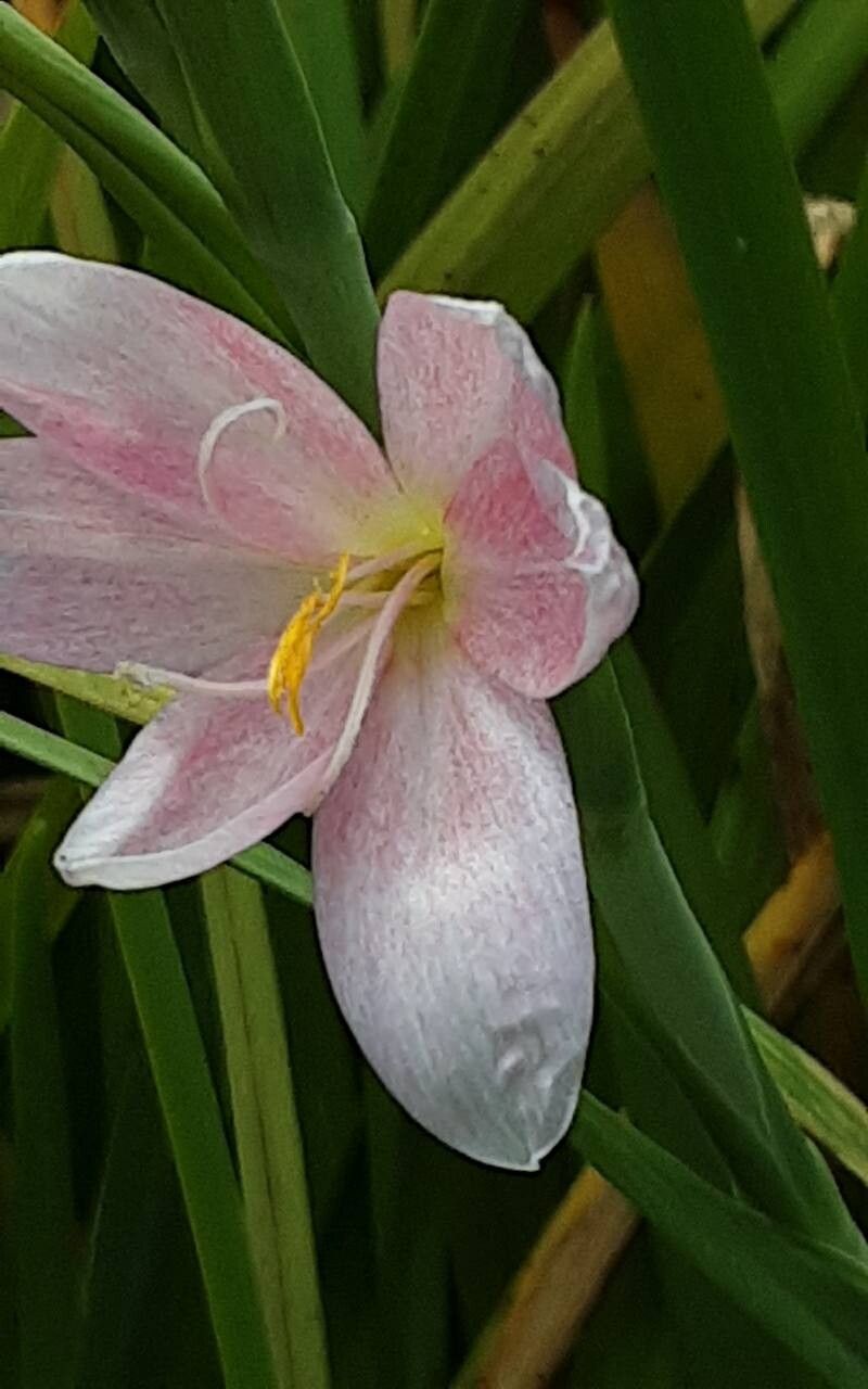 Gladiola de baltă (Schizostylis coccinea)