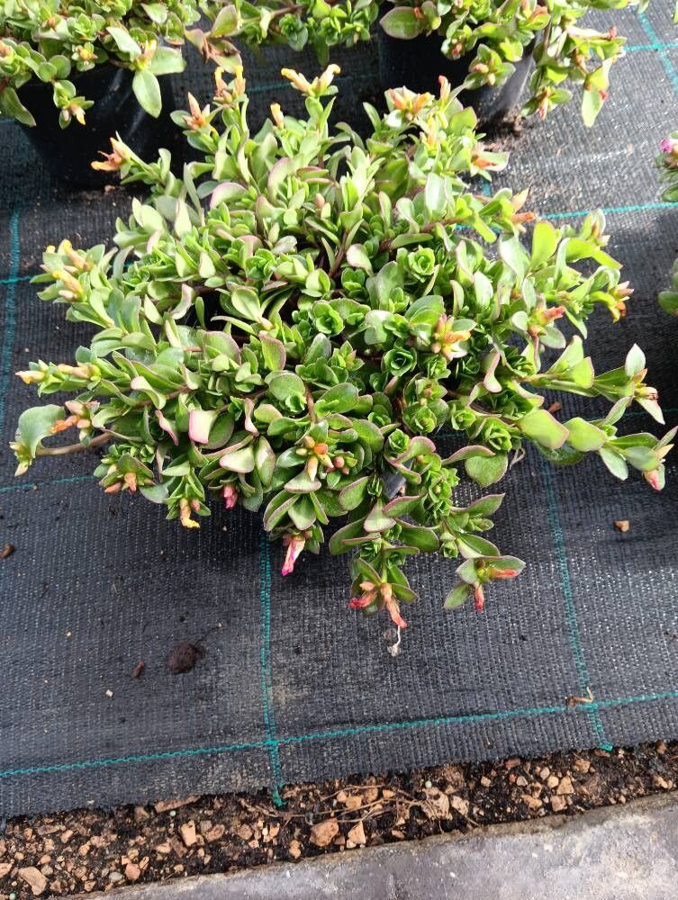 Floarea soarelui de piatră / Flori de piatră / Ghețișoară perenă (Portulaca umbraticola)
