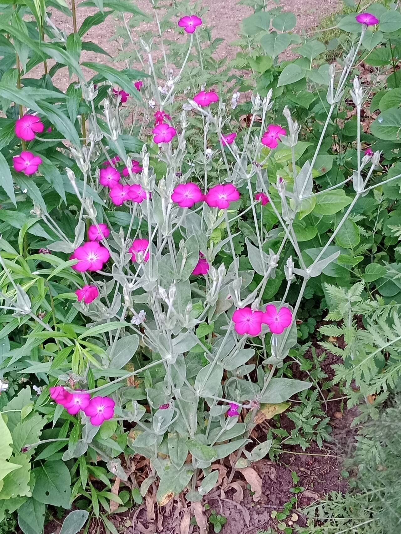 Coroniță / Campion (Silene coronaria)