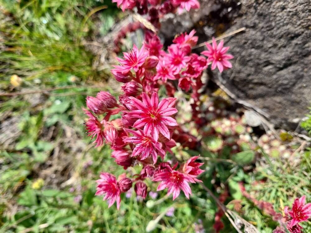 Urechelniță mix (Sempervivum spp.)