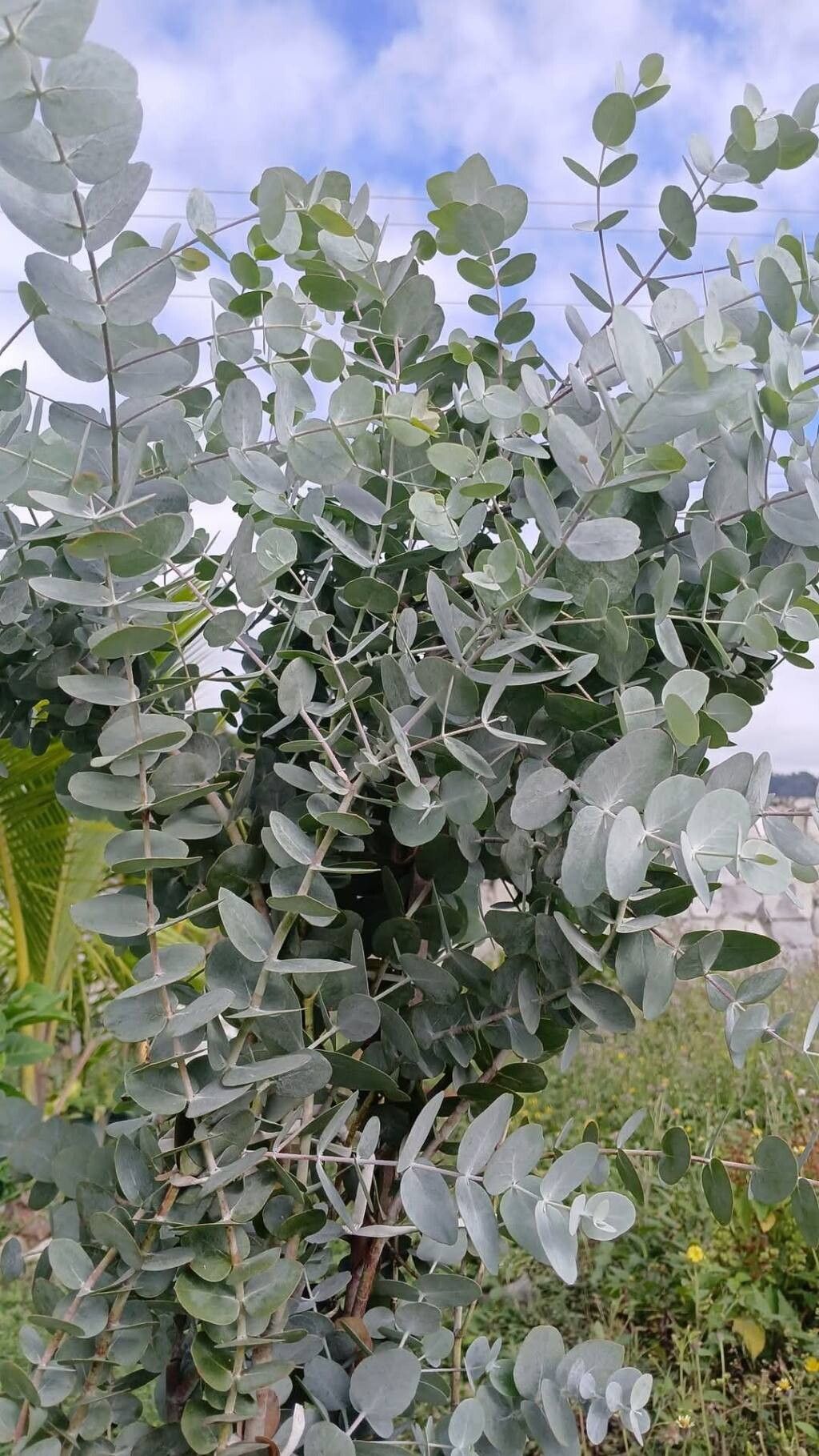 Eucaliptul argintiu (Eucalyptus cinerea 'Silver Dollar')