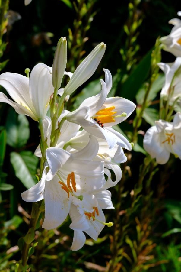 Crinul alb (Lilium candidum)