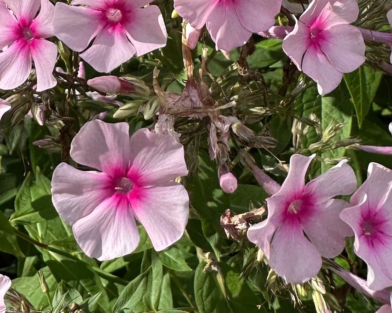 Brumărele (Phlox paniculata) Bright Eyes