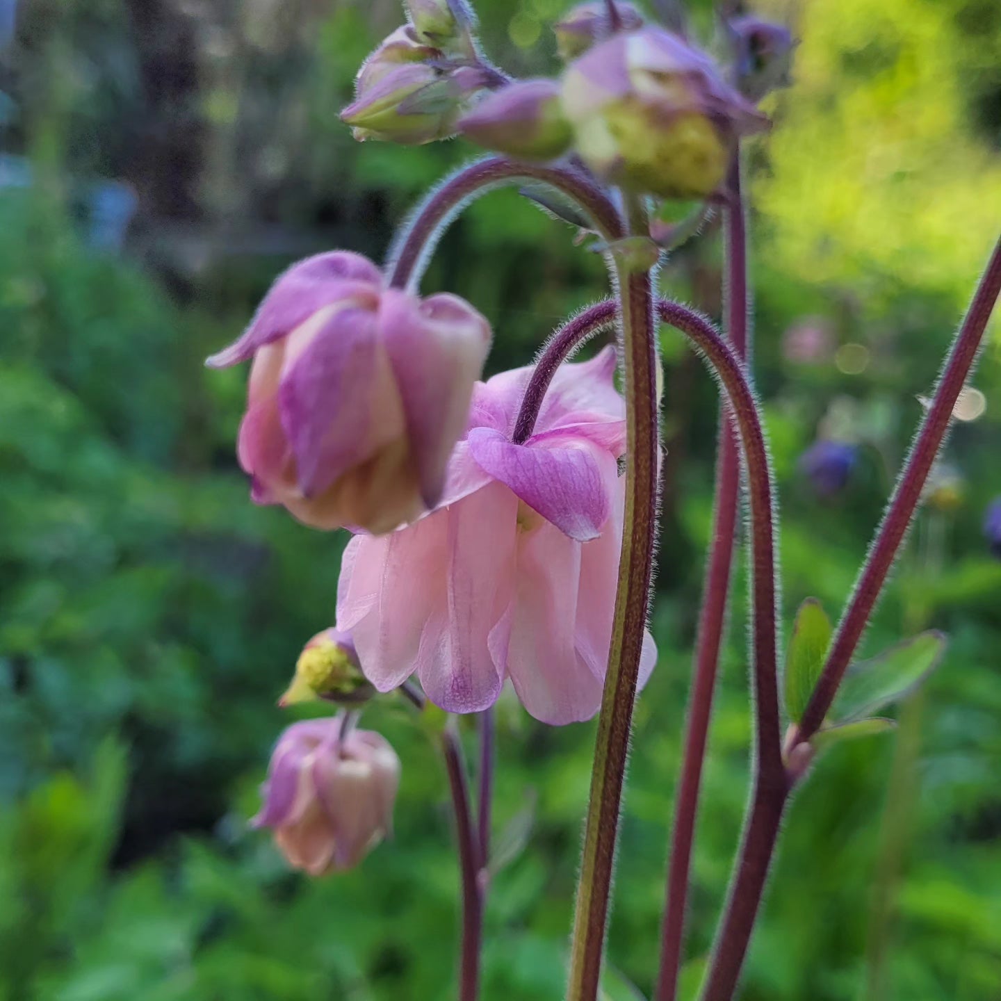 Căldărușe flori duble mix de culori (Aquilegia vulgaris)
