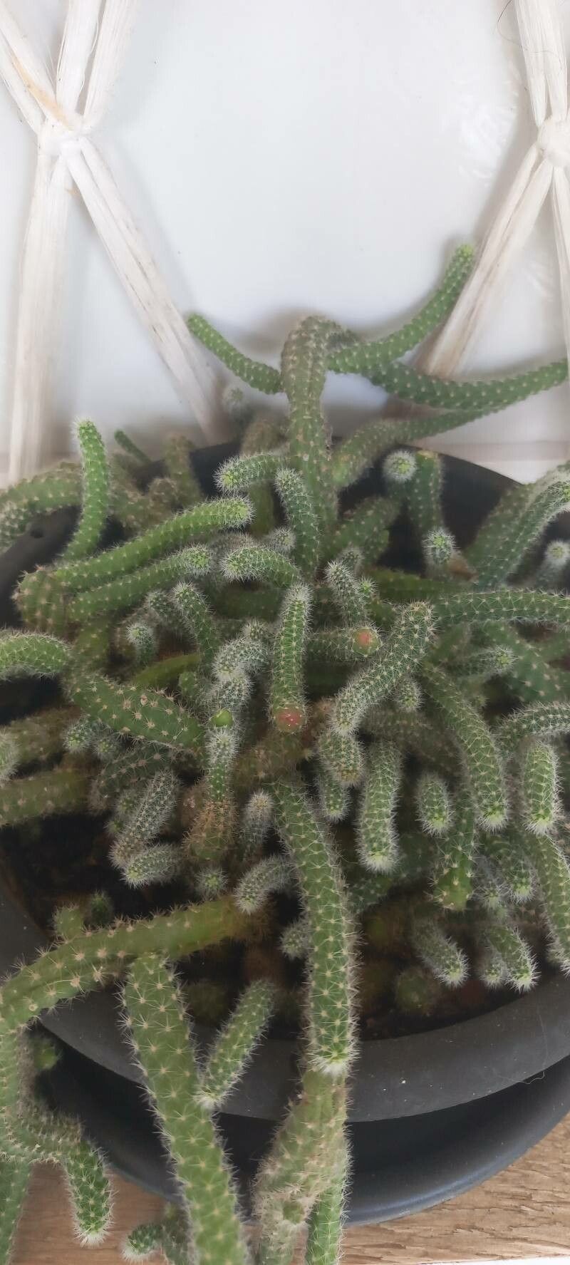 Cactusul de alune (Chamaecereus silvestrii)