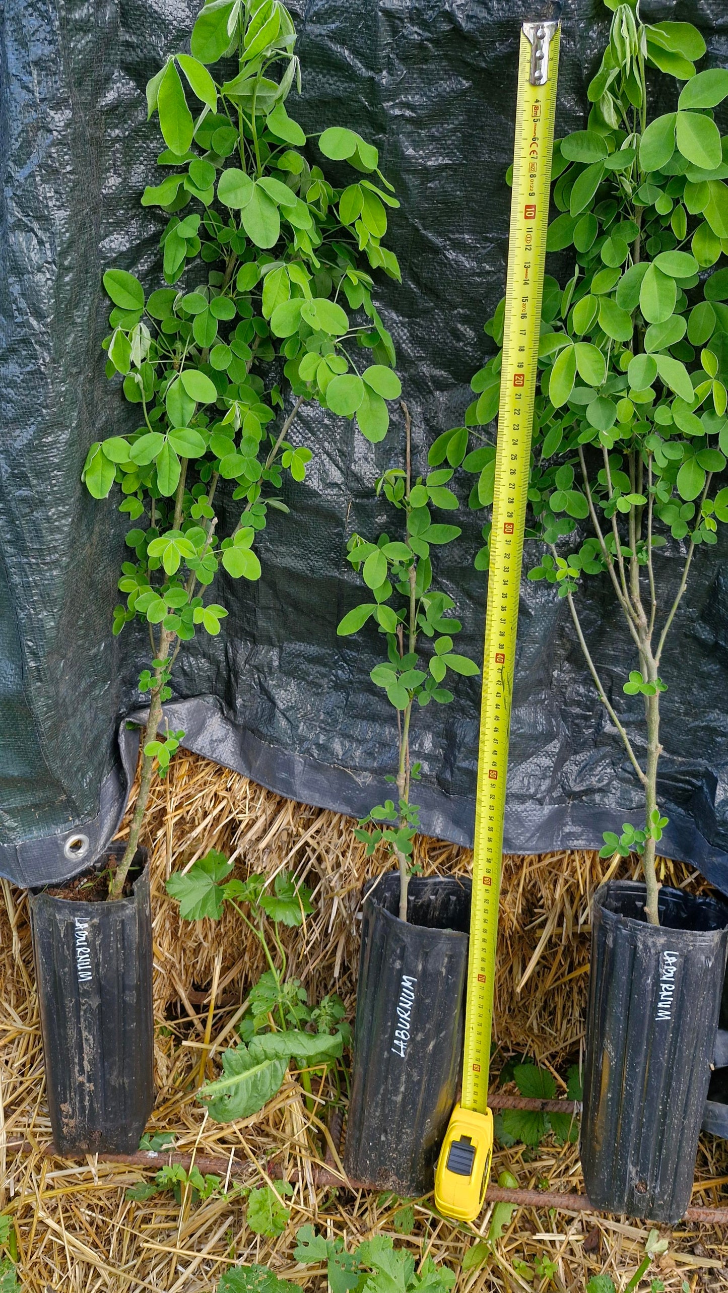 Salcâm galben (Laburnum anagyroides)