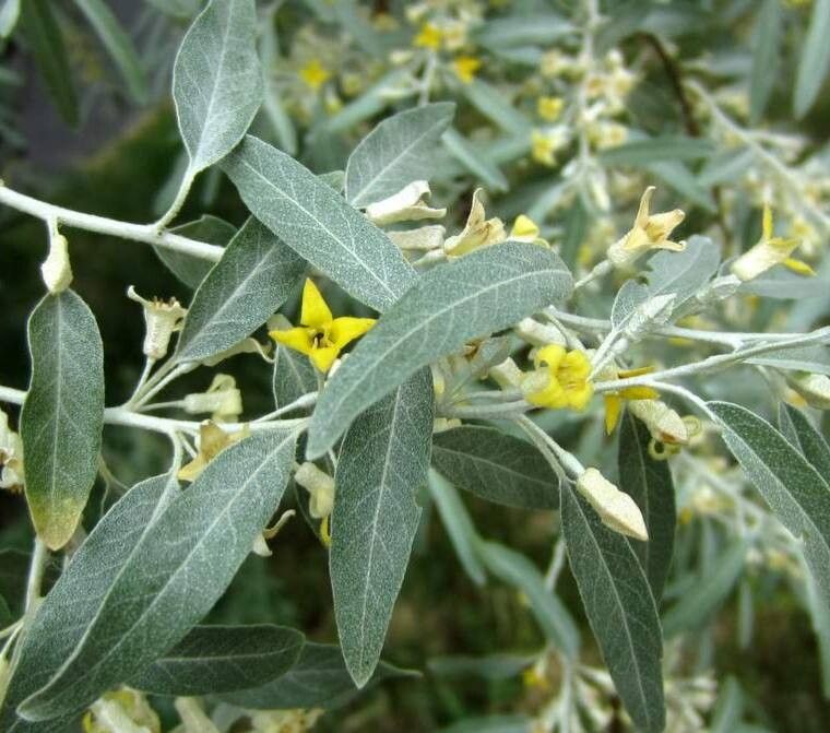 Sălcioară (Elaeagnus angustifolia)