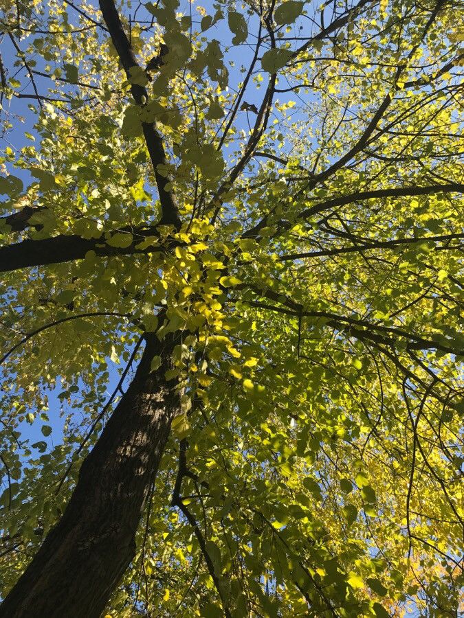 Dudul alb (Morus alba) (Disponibil din octombrie)