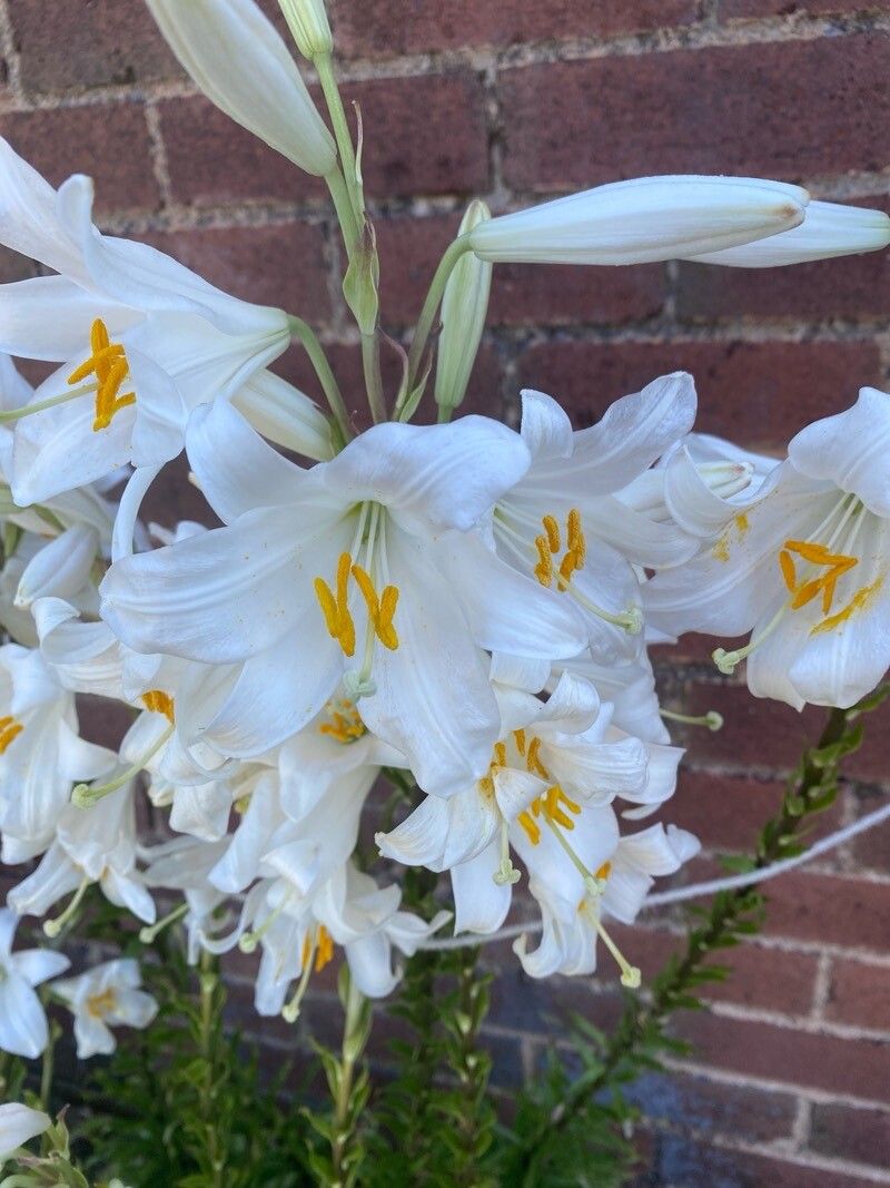 Crinul alb (Lilium candidum)
