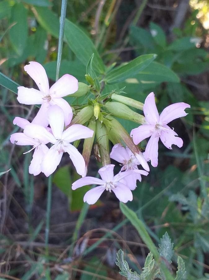 Săpunăriță (Saponaria officinalis)