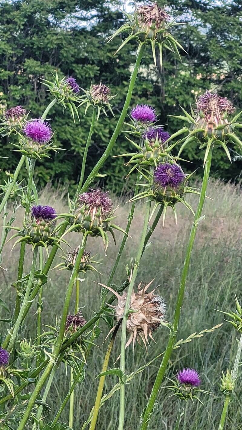 Armurariu (Silybum marianum) (DISPONIBIL din primăvara 2026)