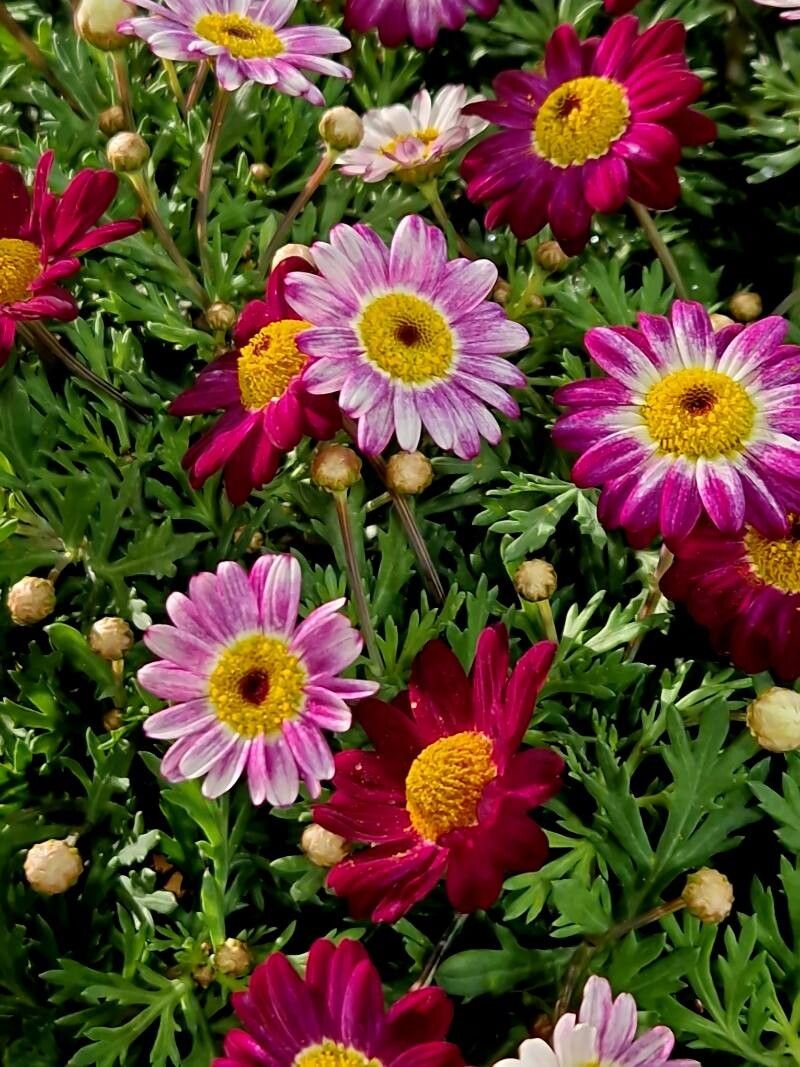 Margarete persane (Tanacetum coccineum) (mix de culori)