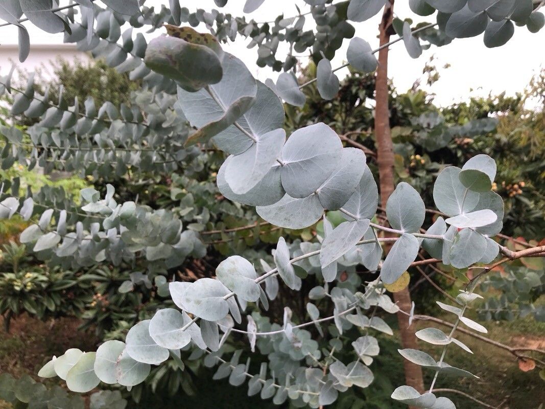 Eucaliptul argintiu (Eucalyptus cinerea 'Silver Dollar')