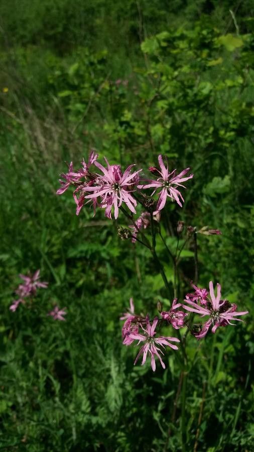 Floarea cucului (Lychnis flos-cuculi)
