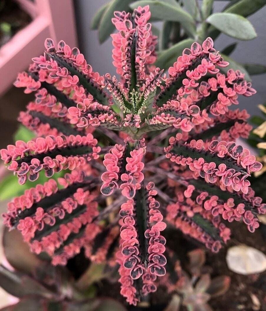 Planta mamă Butterfly (Kalanchoe daigremontiana) (DISPONIBIL curând)