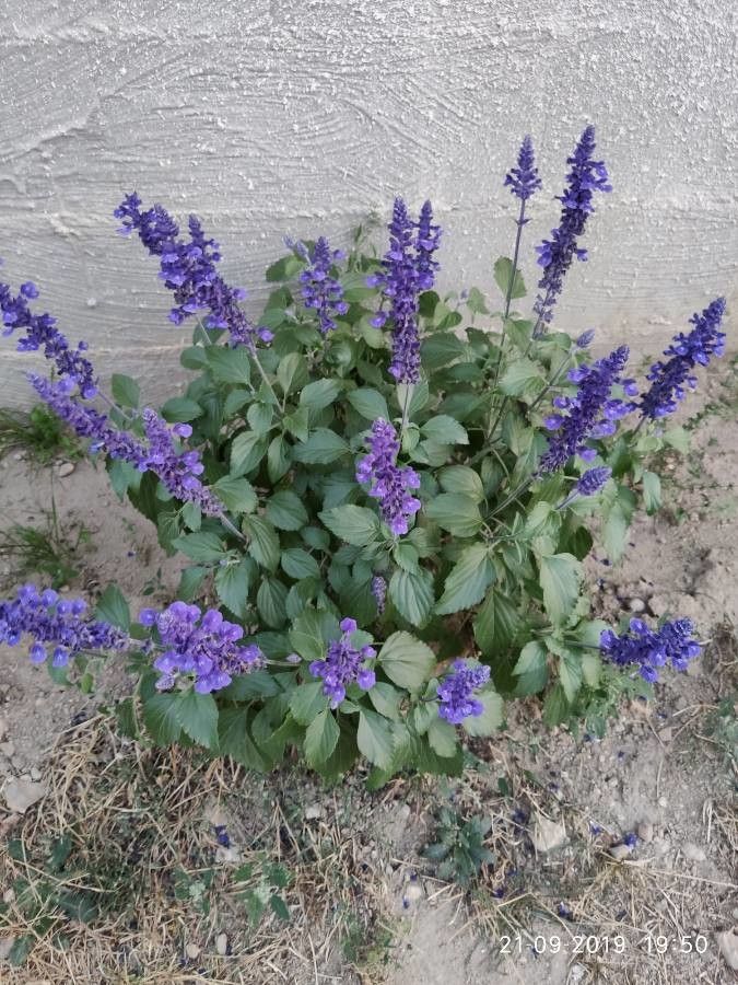 Salvia Blue & Silver Victoria (Salvia farinacea)