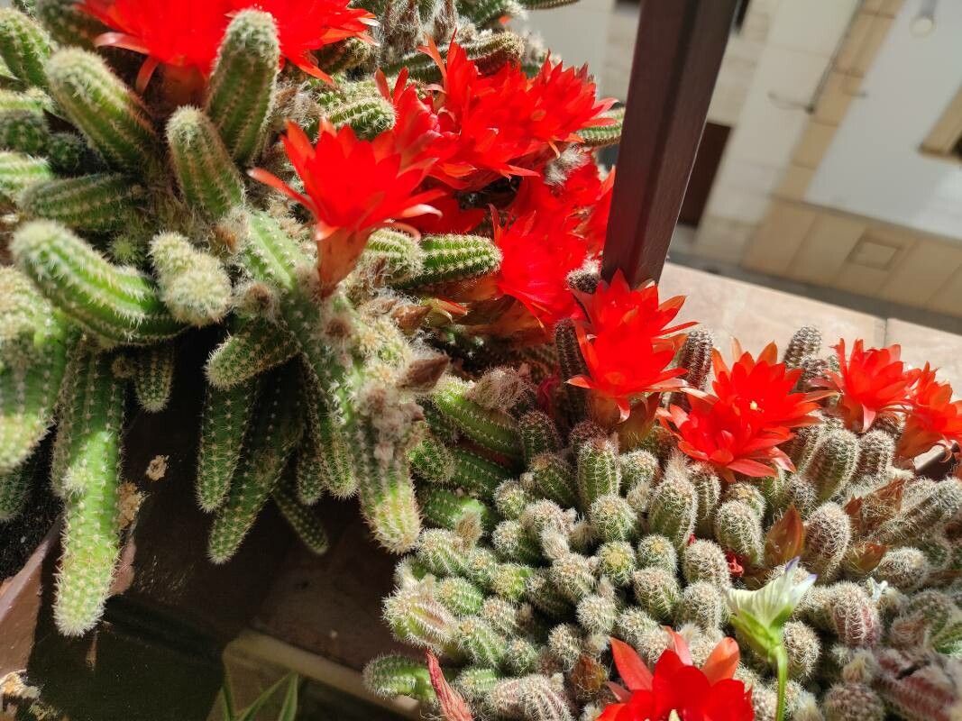 Cactusul de alune (Chamaecereus silvestrii)